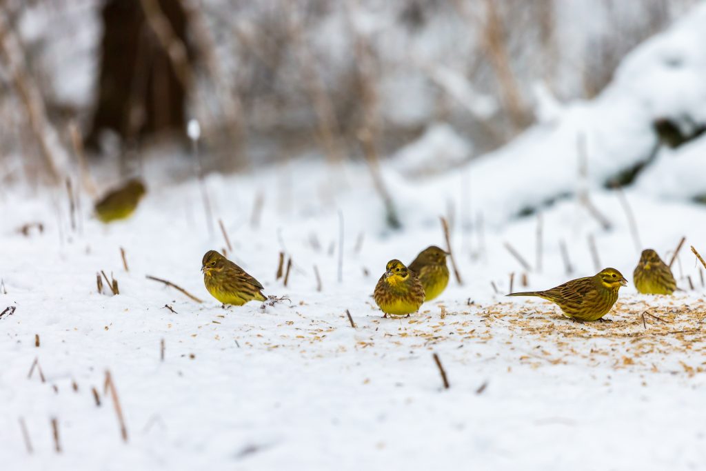 Flock with yellowhammer sits in the snow