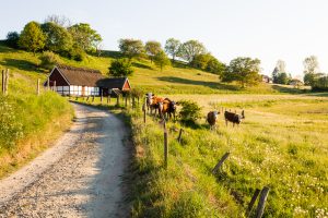 Lindgrens Länga Ravlunda med kossor