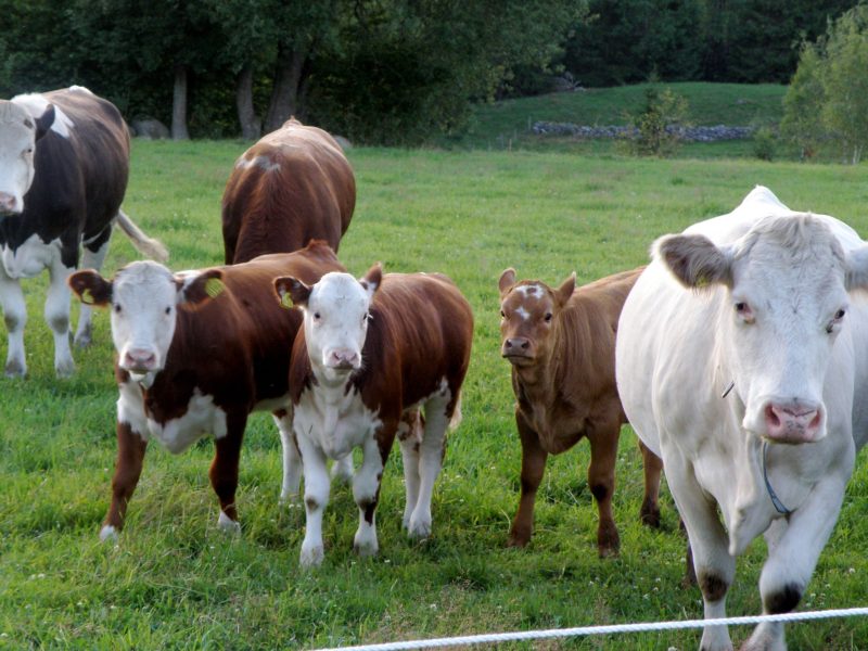 2126162-kossor-med-kalvar