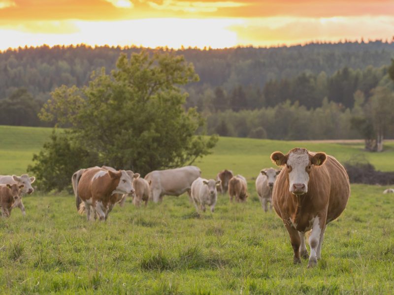 23423950-cows-during-sunset-kor-under-solnedgang