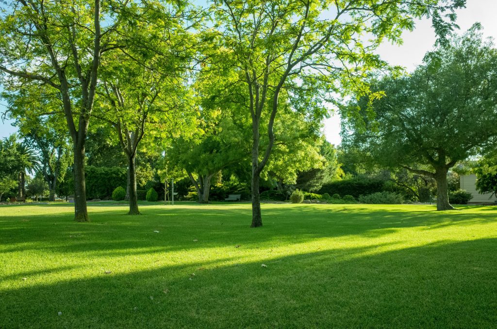 Background,Texture,Of,Fresh,Green,Lawn,Of,A,Local,Public