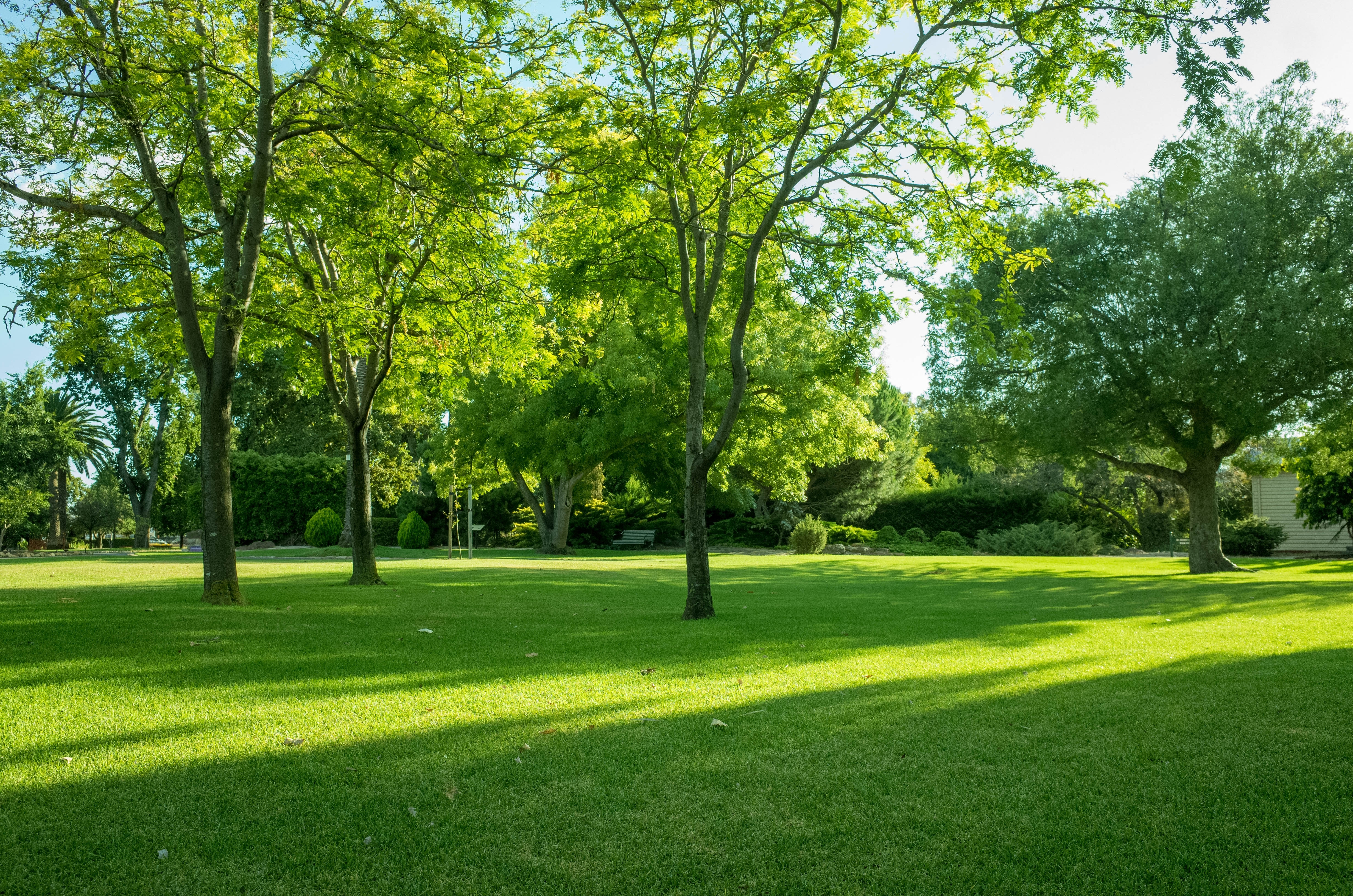 Background,Texture,Of,Fresh,Green,Lawn,Of,A,Local,Public