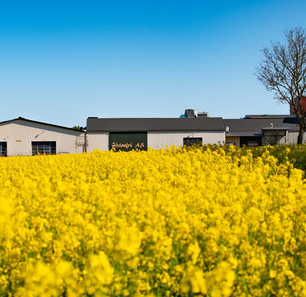 Rapsfält Skånefrö Tommarp