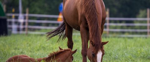 39313619-sommar-i-hagen 39313619-sommar-i-hagen