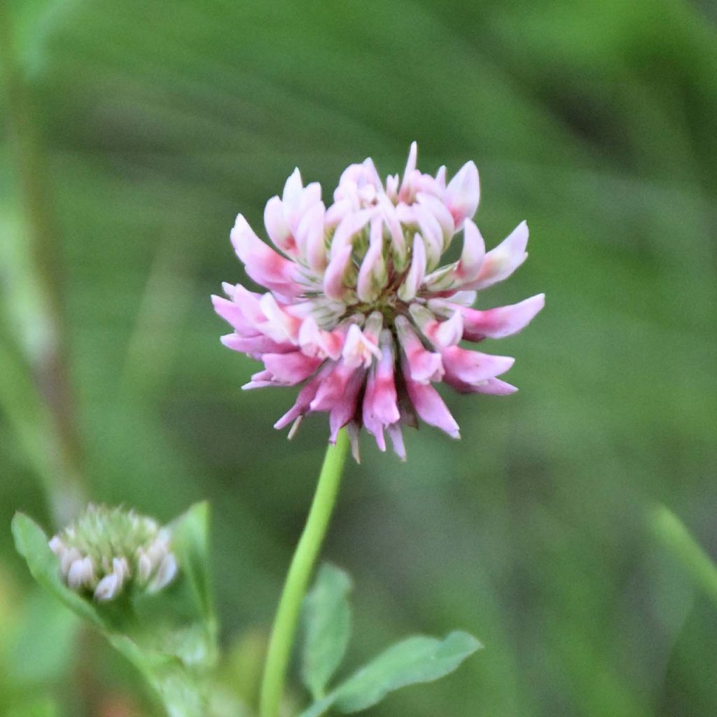 Alsikeklöver utan text