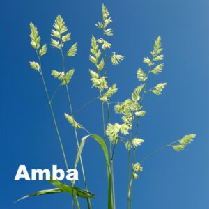 Amba
