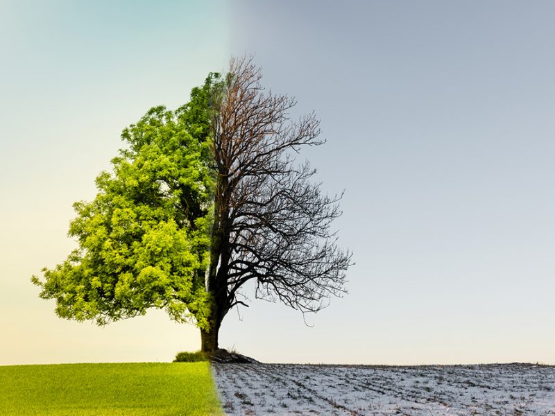 Tree with climate or season change Beuatiful tree with climate, weather or season change