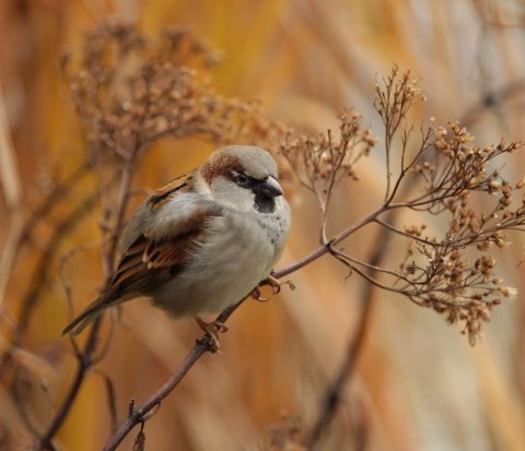 brown-bird brown-bird