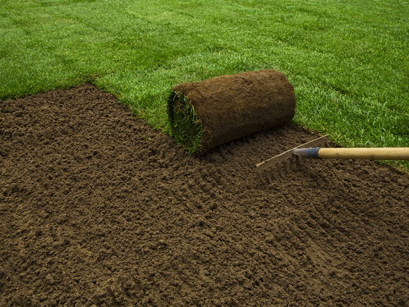 Lawned garden Gardener applying turf rolls in the backyard