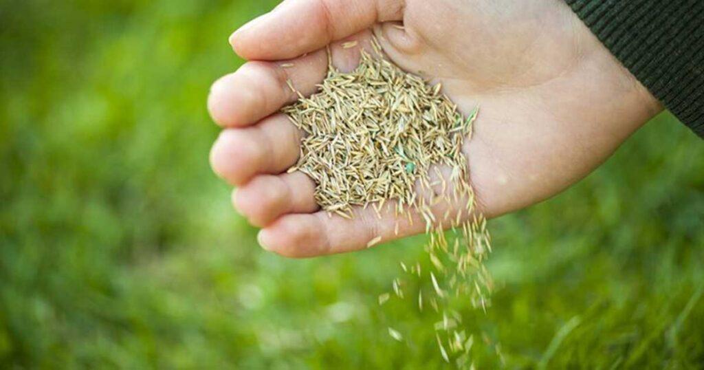 Hand med gräsfrö