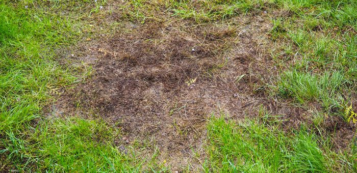 Burnt grass after moss attack during winter, fresh green grass recovering on lawn Burnt grass after moss attack during winter, fresh green grass recovering on lawn