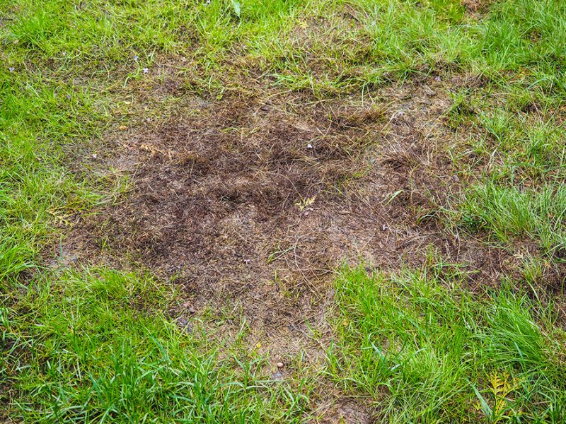 Burnt grass after moss attack during winter, fresh green grass recovering on lawn Burnt grass after moss attack during winter, fresh green grass recovering on lawn