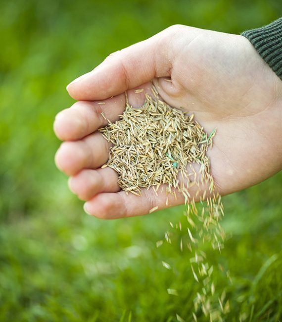 A hand pouring grass seeds to the ground Hand planting grass seed for overseeding green lawn care