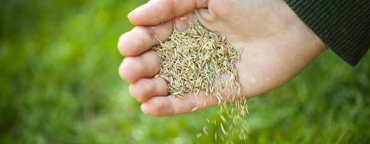 Hand planting grass seed for overseeding green lawn care