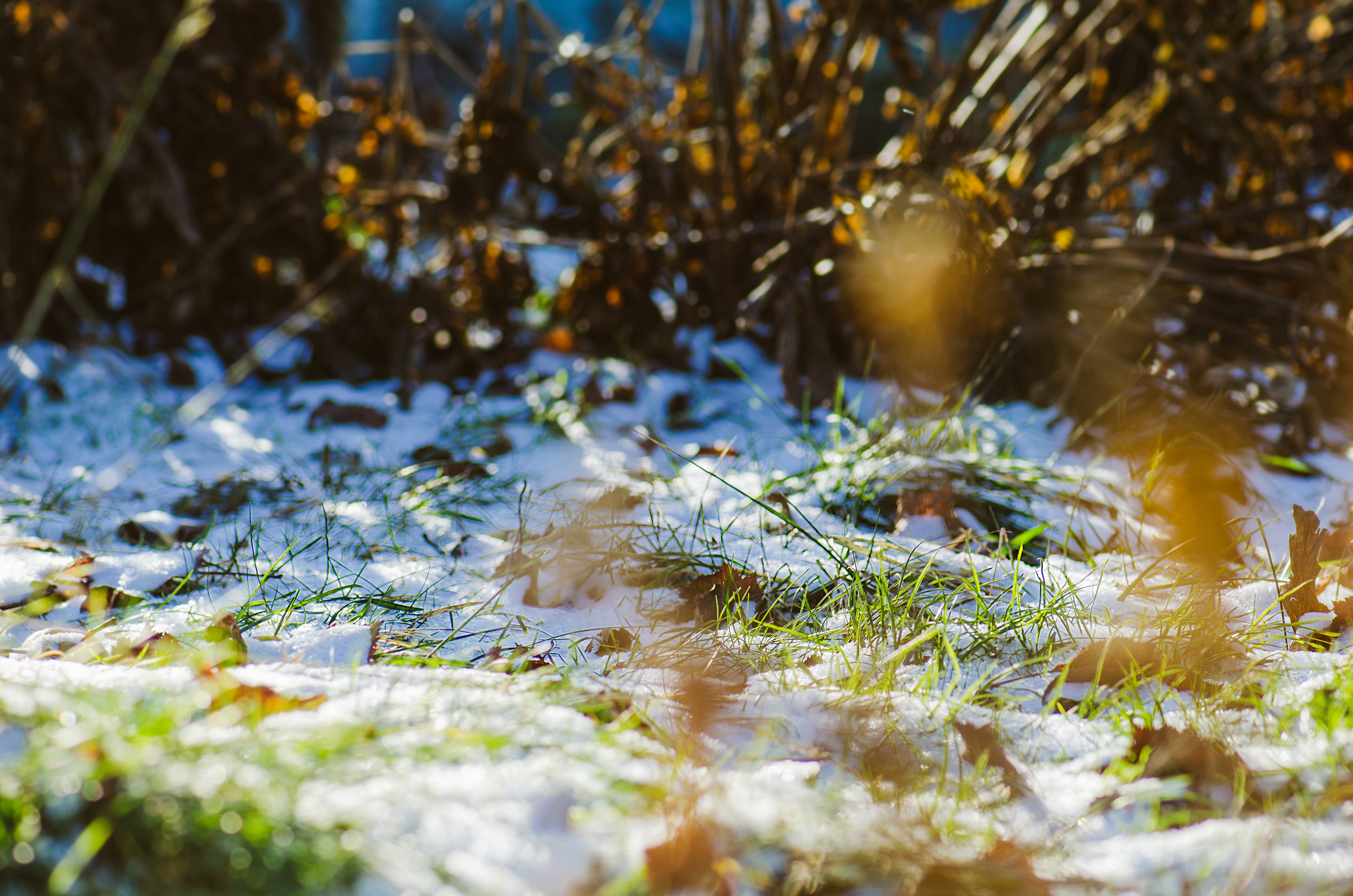 Garden covered with snow in winter Gräsmatta med snö