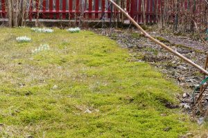 Trädgård med mossa