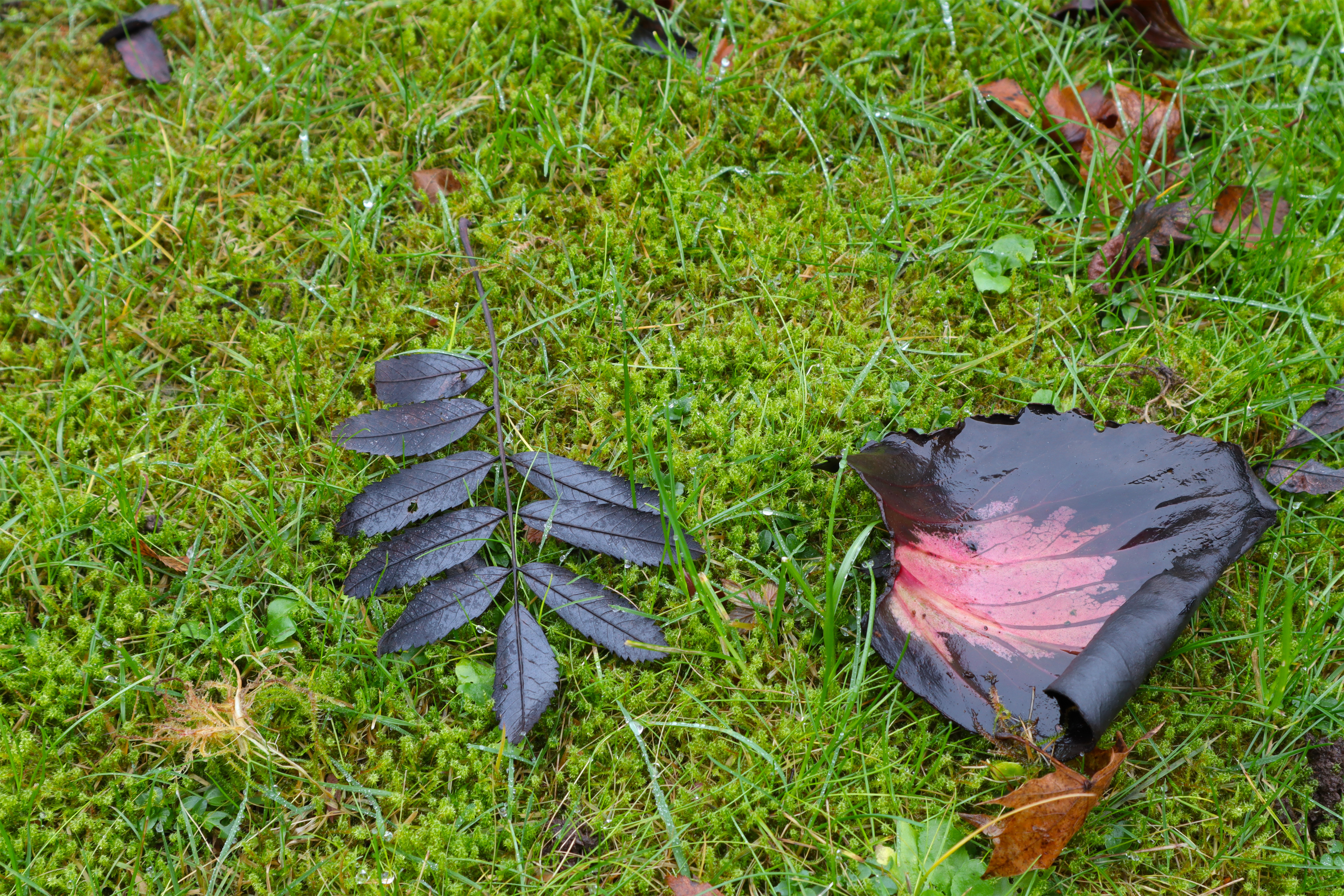 Gräsmatta med mossa och löv