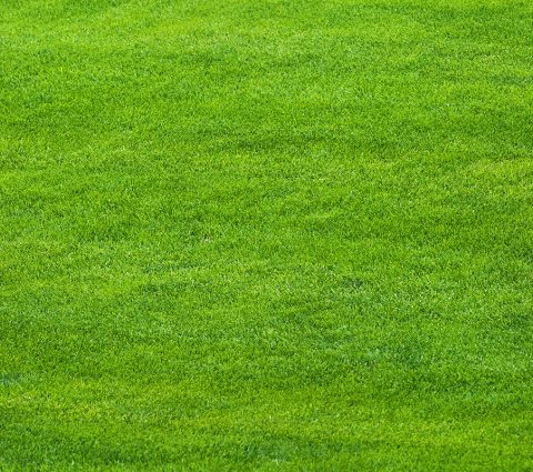 grass grass
