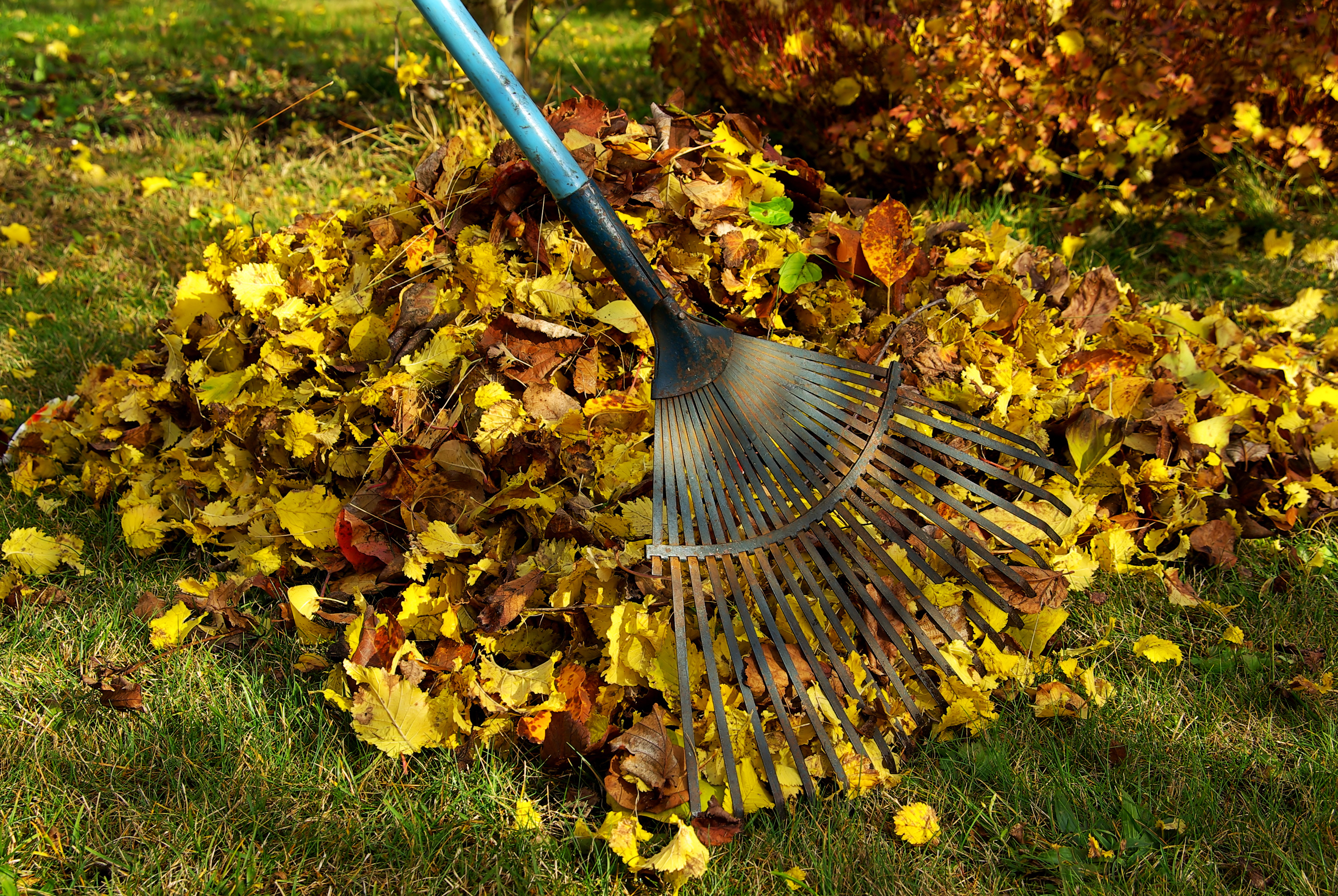 Laub harken - leaves rake 02 Checklista höst kratta
