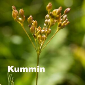 Kummin
