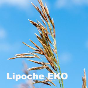 Lipoche EKO