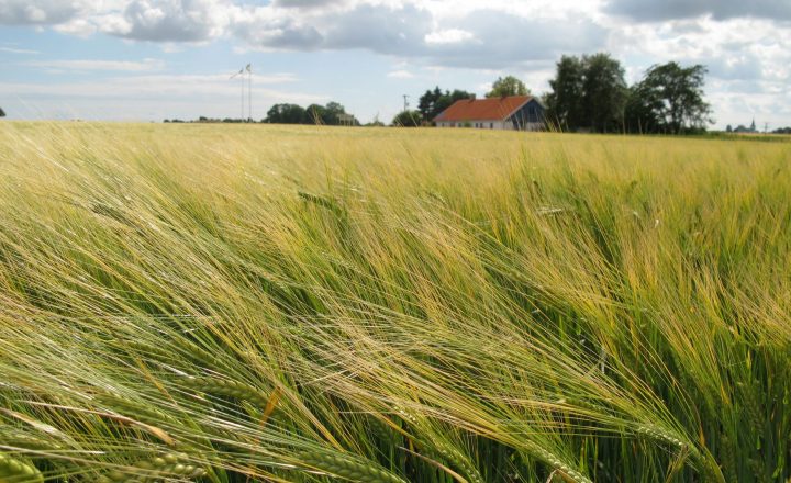 Nils-Tore 2065 Nils-Tore 2065