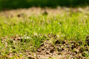 Uppkommet gräs ny