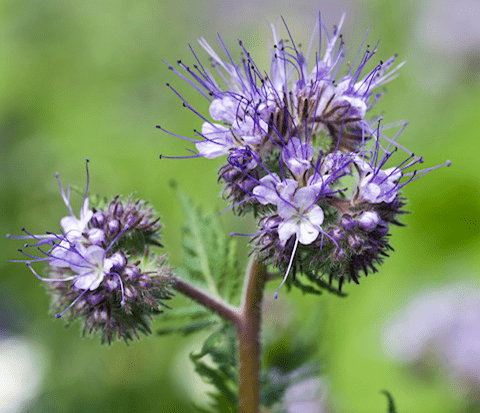 ovriga-grodor ovriga-grodor