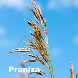 Pranzia