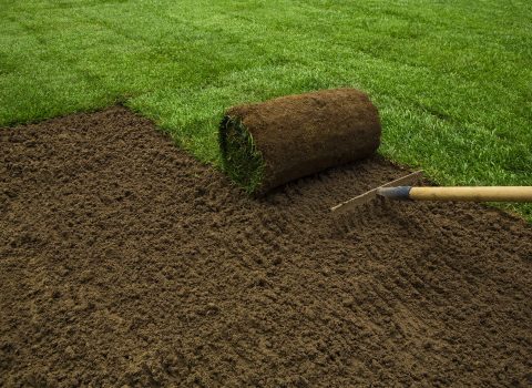 Lawned garden Gardener applying turf rolls in the backyard