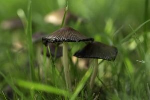 Svarta svampar i gräs