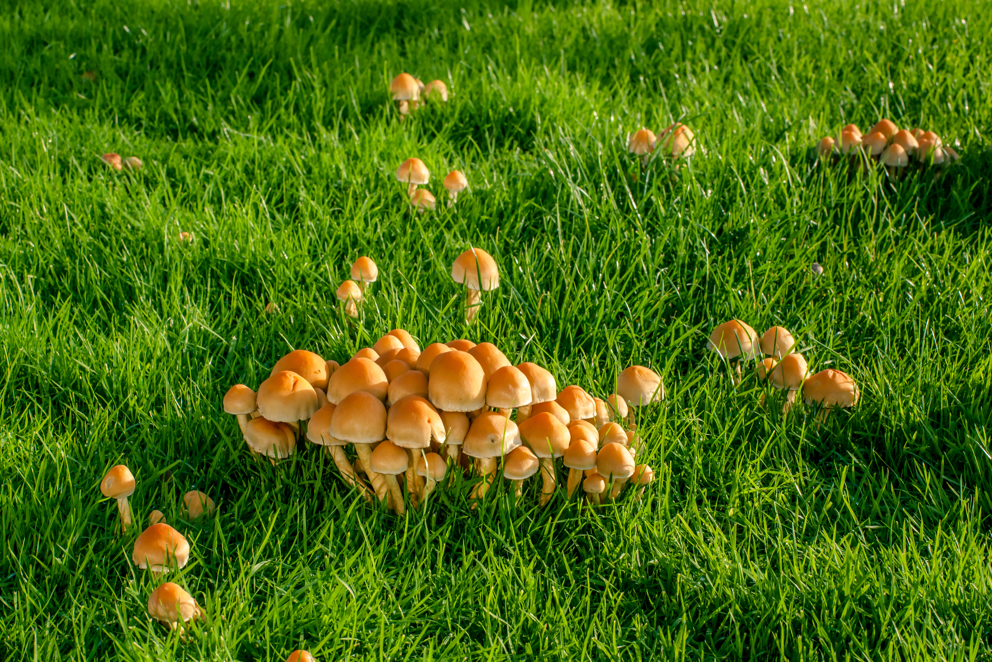 Mushrooms on a lawn Gulsvamp i gräsmattan