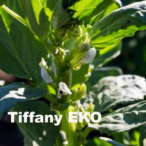 Tiffany EKO