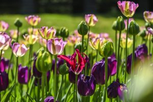 Vår - checklista -tulpaner